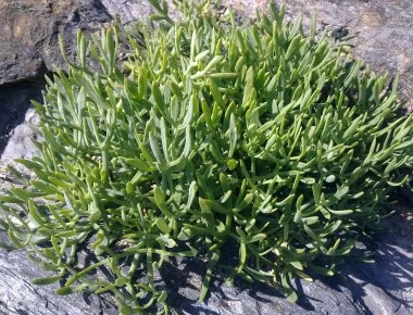 Το βότανο που βρίσκεις στην ακροθαλασσιά και «απογειώνει» την σαλάτα